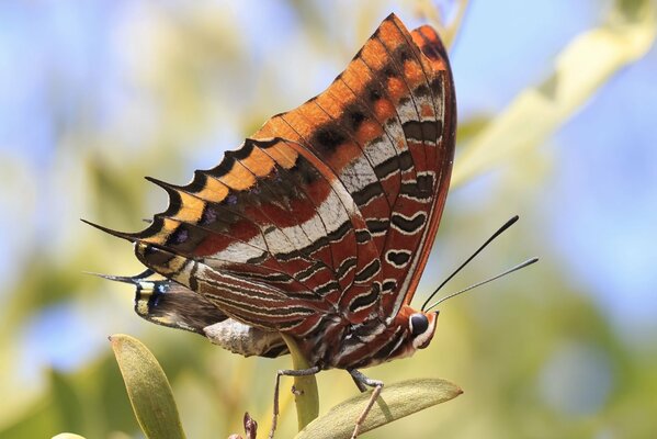 Mariposa brillante sentada en una hoja