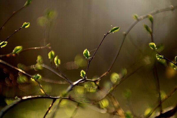 Buds leaves twigs spring in the rays of sunlight