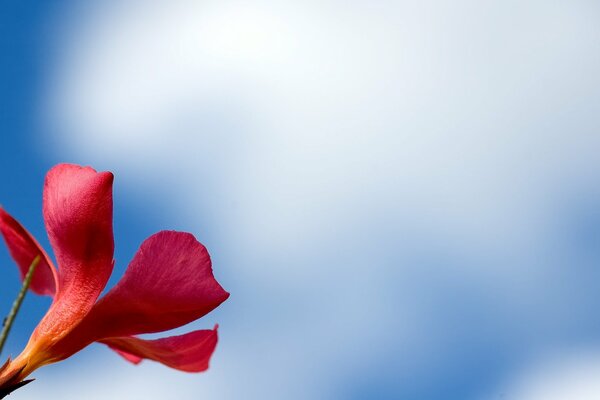 Fototapete , rote Blume auf blauem Hintergrund