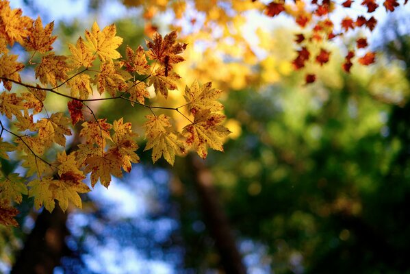 A sprig of a maple tree on the background of a forest