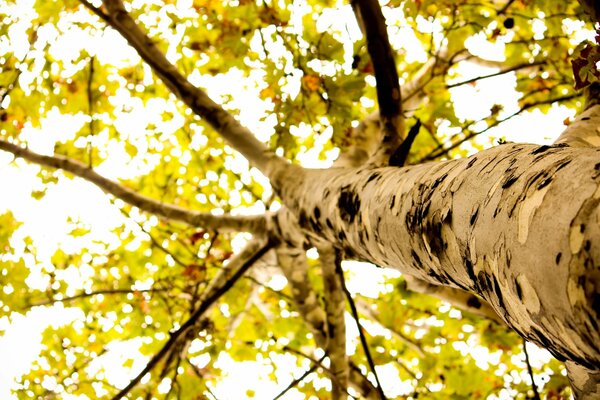 Couronne de l arbre puissant