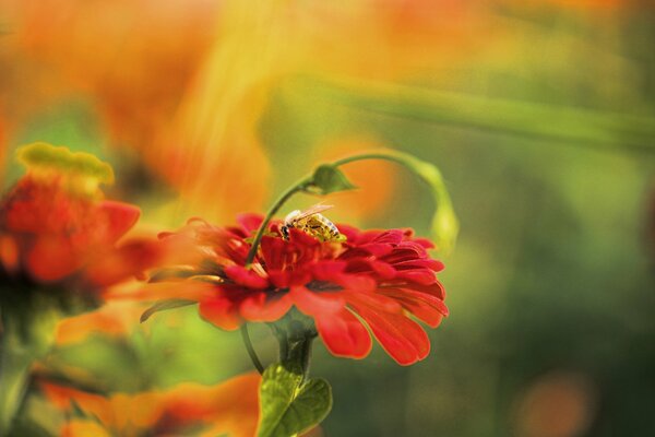 Czerwony kwiat z pszczołą na rozmytym tle