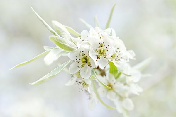 Branche d arbre blanc en fleurs