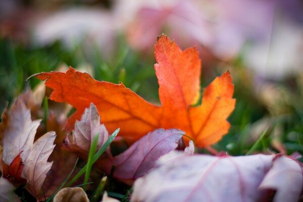 Makro tapety jasne kolorowe liście jesienią