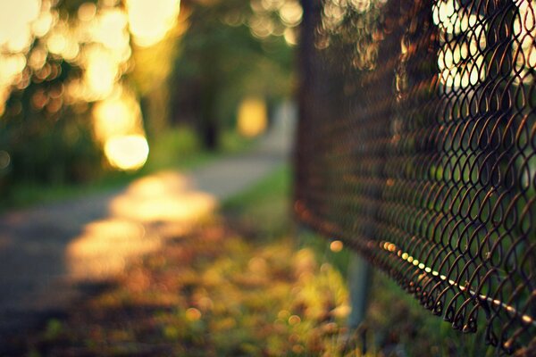 Metal fence with mesh in autumn