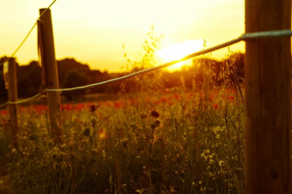 Aube sur un champ de fleurs de Prairie