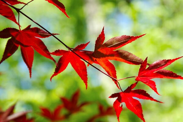 Autumn in all its manifestations