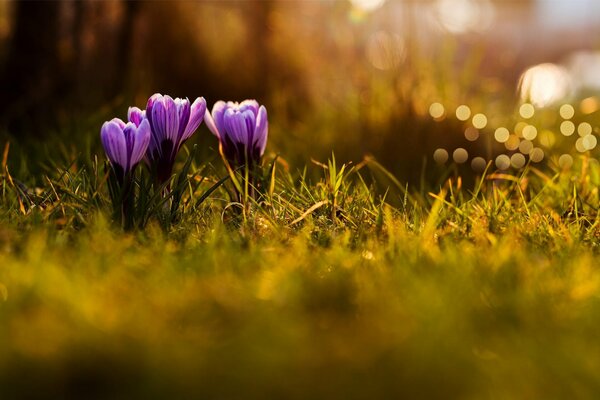 Fleurs lilas dans l herbe gros plan