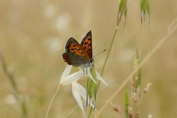 Brown butterfly on a white flower with a blurry background