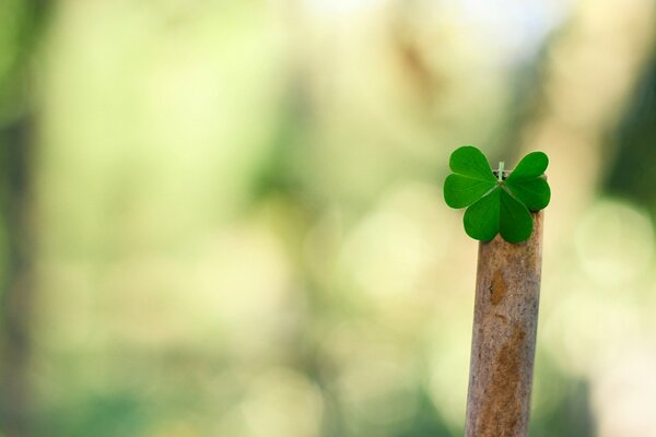 Macro photography three-leaf green clover