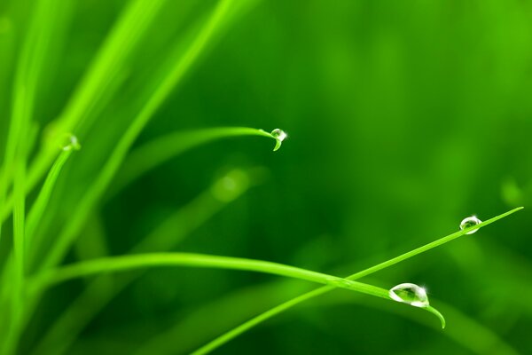 Grass with dew drops macro shooting