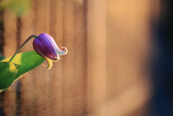 Le bourgeon de fleur pourpre a fleuri