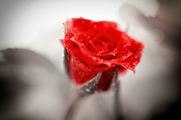 Drops on a red rose