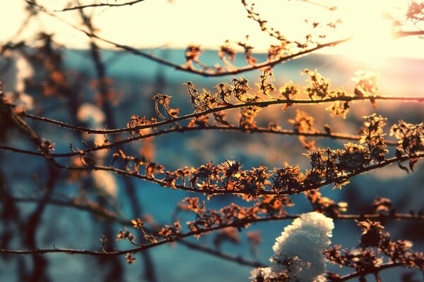 Rami di un albero al sole