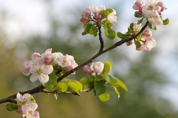 Flor de manzana con brotes