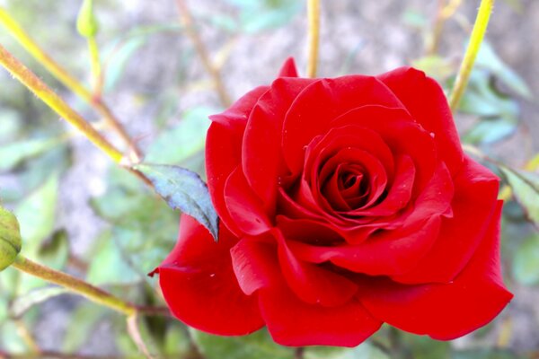 Bright red rose in the photo