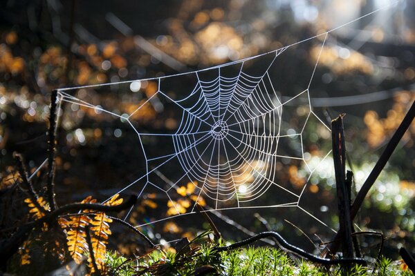 Nature dans le style macro