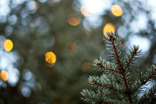 Lights behind a spruce branch