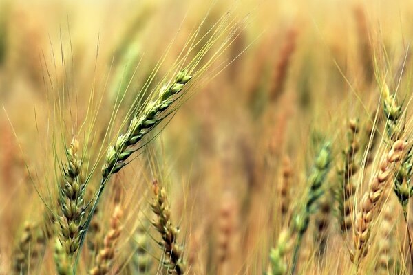 Verde spighette di grano widescreen sfondo