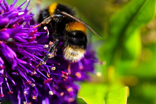 Un abejorro bebe néctar en una flor