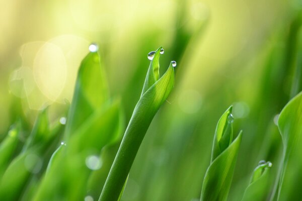 Macro nature, green lily of the valley leaves with dew