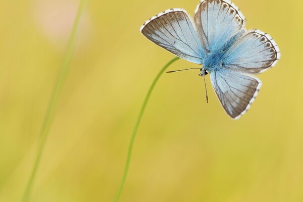 Blauer Schmetterling auf gelbem Hintergrund