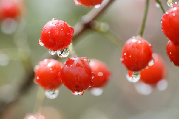 After the rain, a berry with water droplets