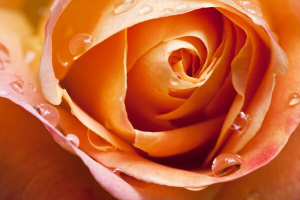 Imagen macro del capullo de rosa. Foto Rose Bud y gotas de agua