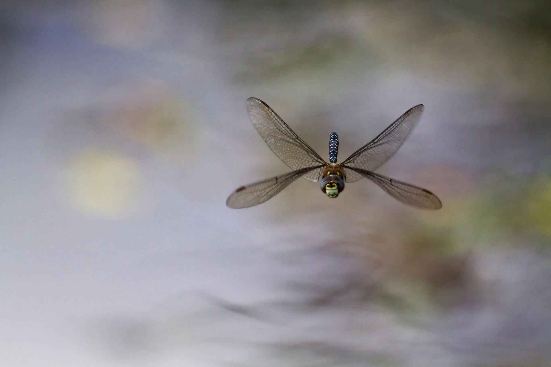 insecto libélula en vuelo fondo