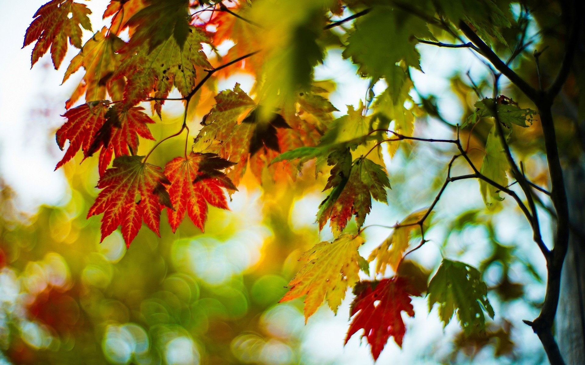 macro foglie foglioline autunno rosso verde albero alberi rami sfocatura bokeh sfondo carta da parati widescreen schermo intero widescreen widescreen