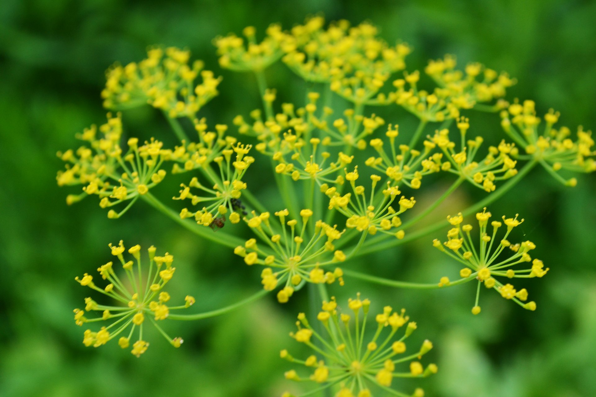 green inflorescence dill close up bright