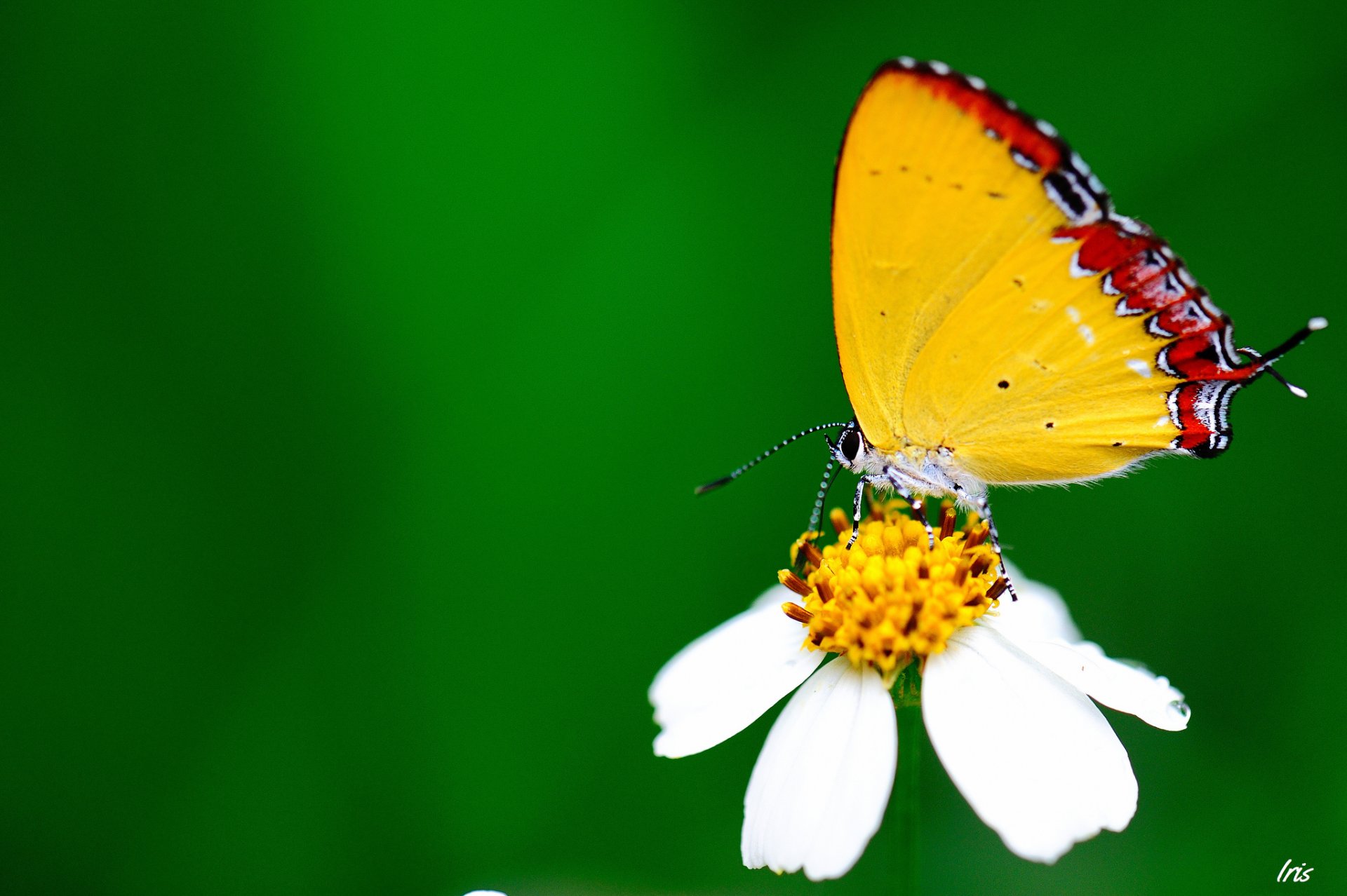 close up butterfly flower white green background