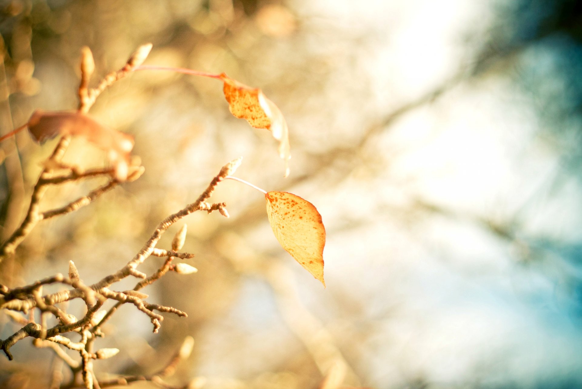 macro foglie foglioline giallo ramo albero alberi macro lasciare sfocatura bokeh sfondo carta da parati widescreen schermo intero widescreen widescreen