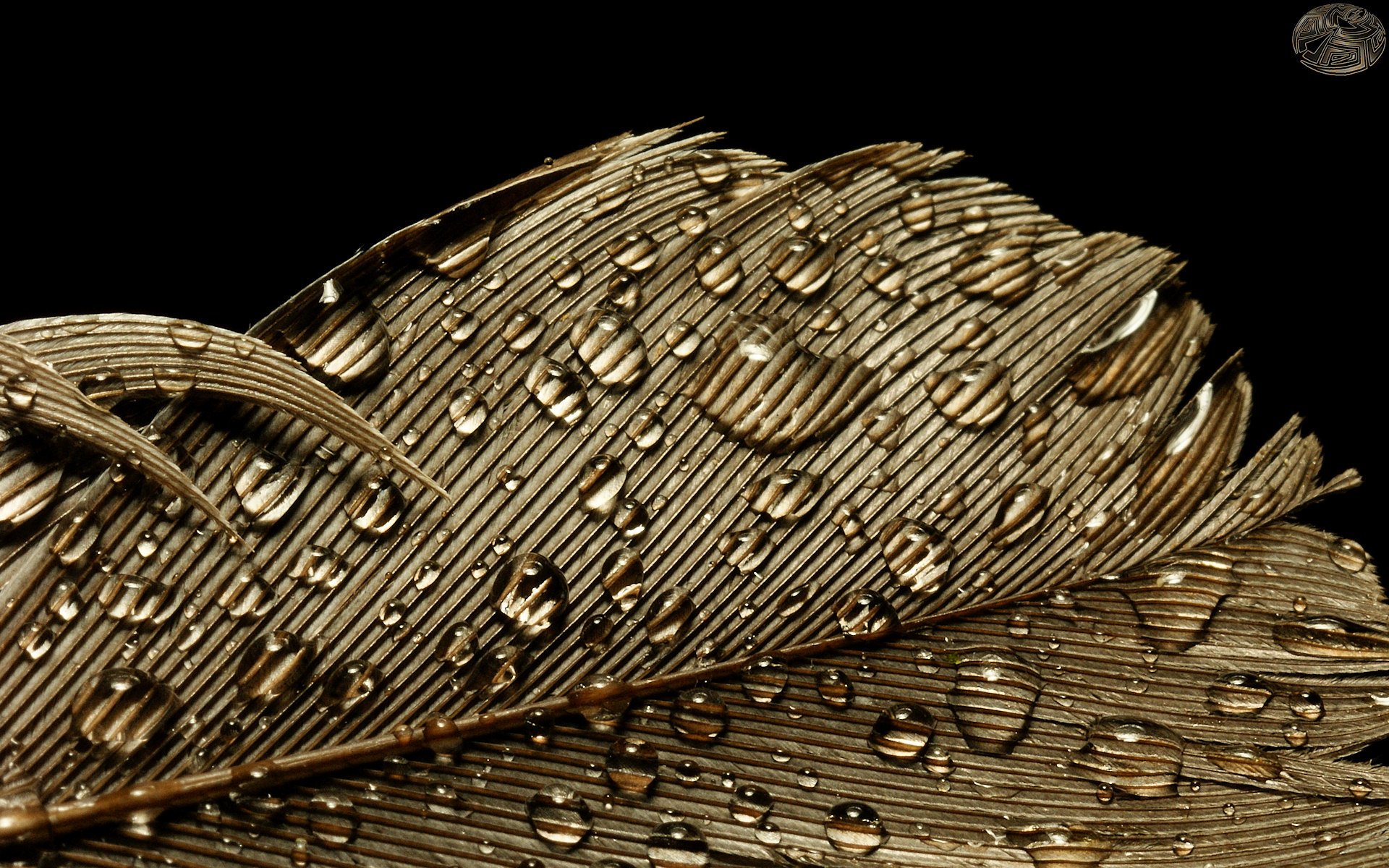 macro gotas pluma oro