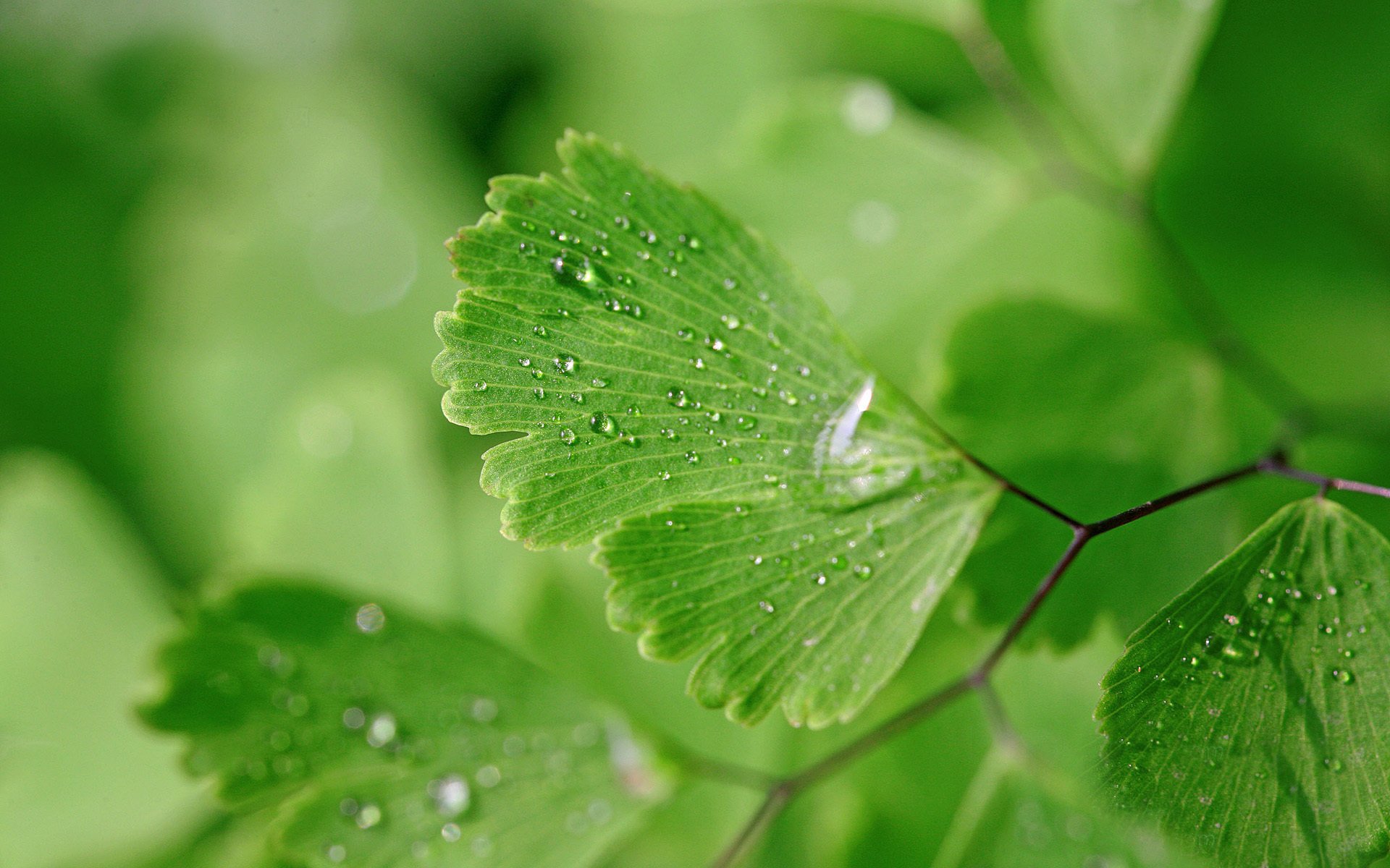 makro zielone liście woda krople mokre natura tło