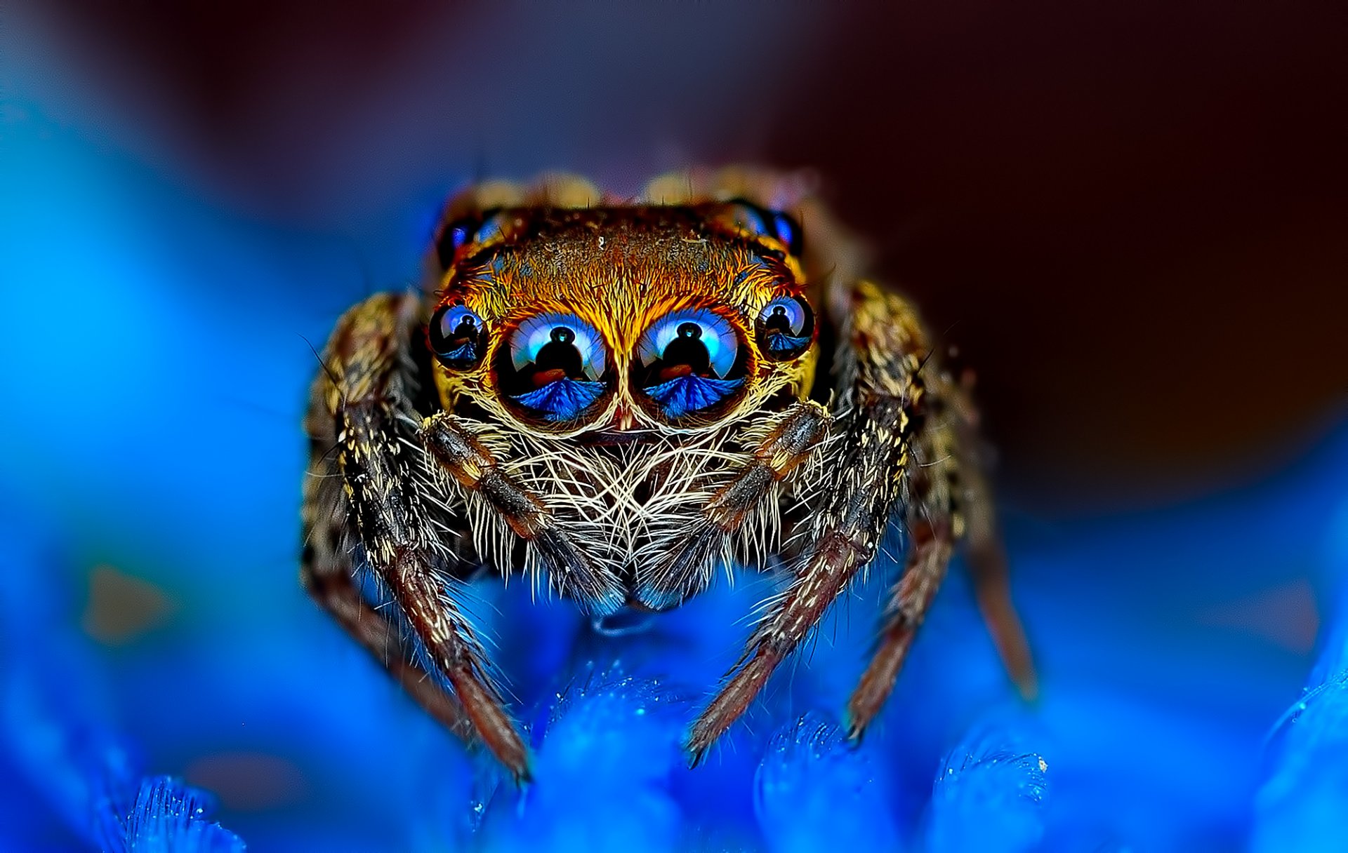 araña saltador saltador ojo fondo azul