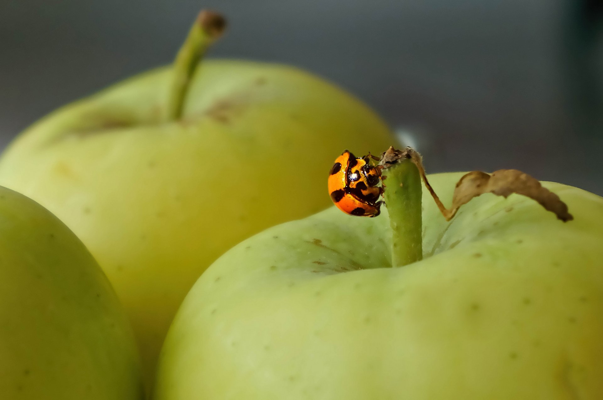 manzanas insecto mariquita fondo