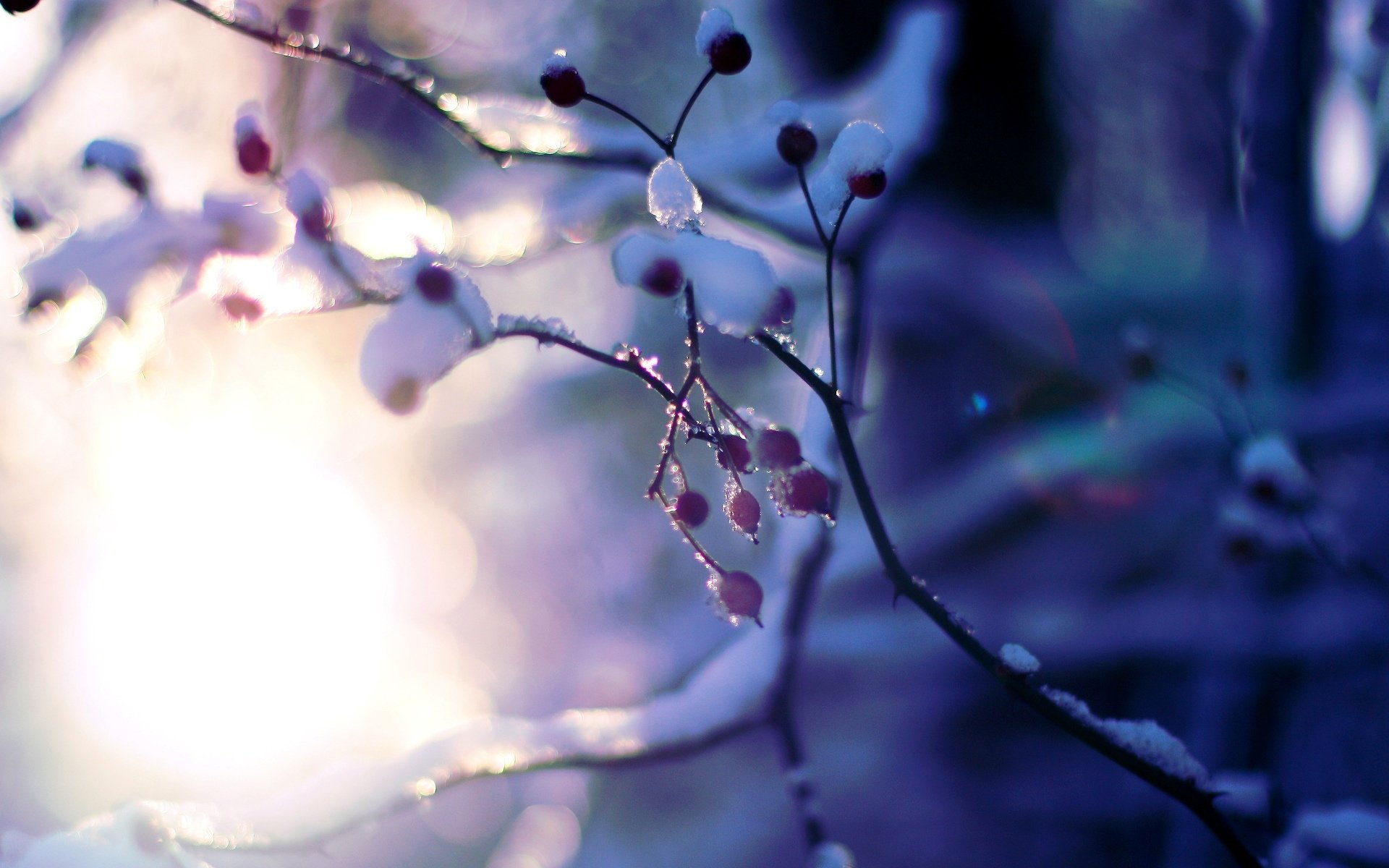 macro albero pianta neve inverno alberi rami sole bokeh sfocatura rosa sfondo carta da parati widescreen schermo intero widescreen