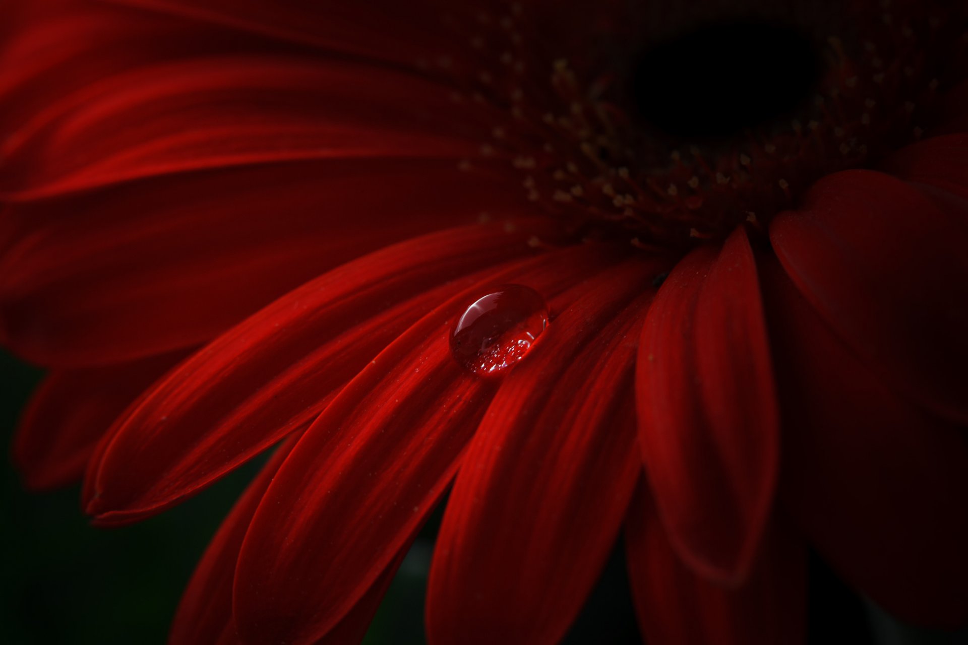 flor rojo gerbera pétalos gota