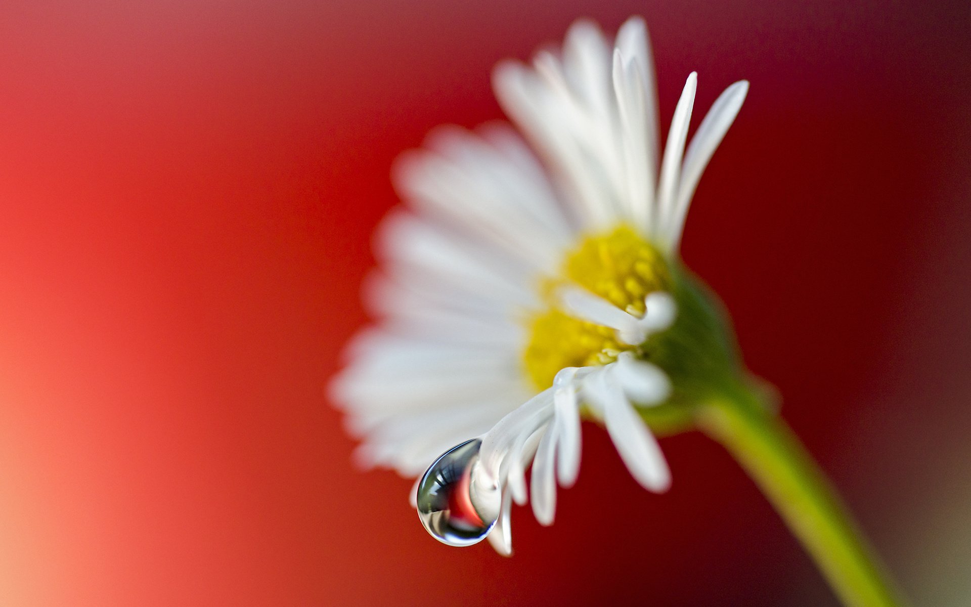 macro flor margarita gota pétalos