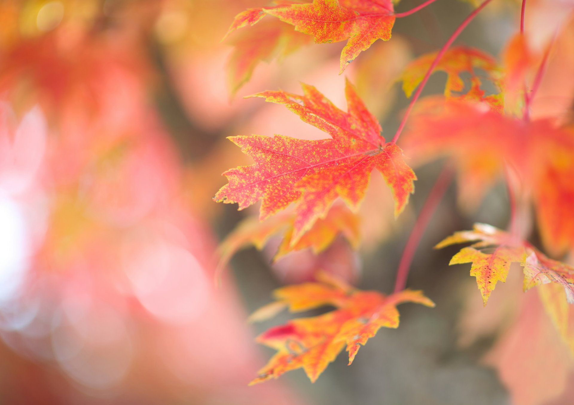 albero ramo foglie acero rosso autunno sfondo luci