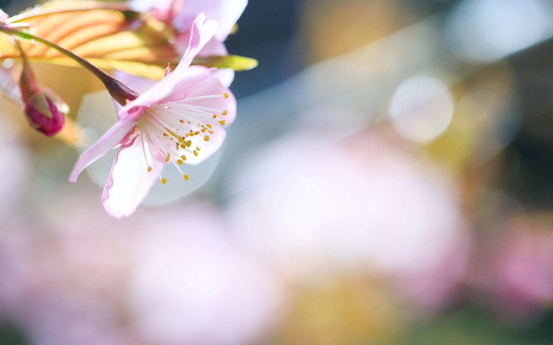 primavera flores rama árbol soleado