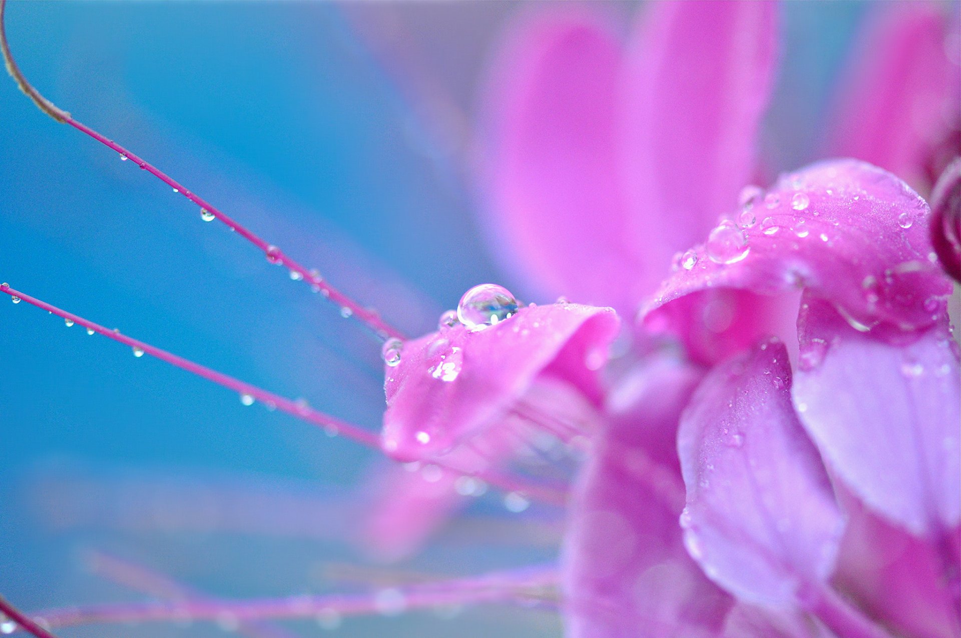 macro flower flower flowers pink drops drop dew background wallpaper widescreen fullscreen widescreen widescreen