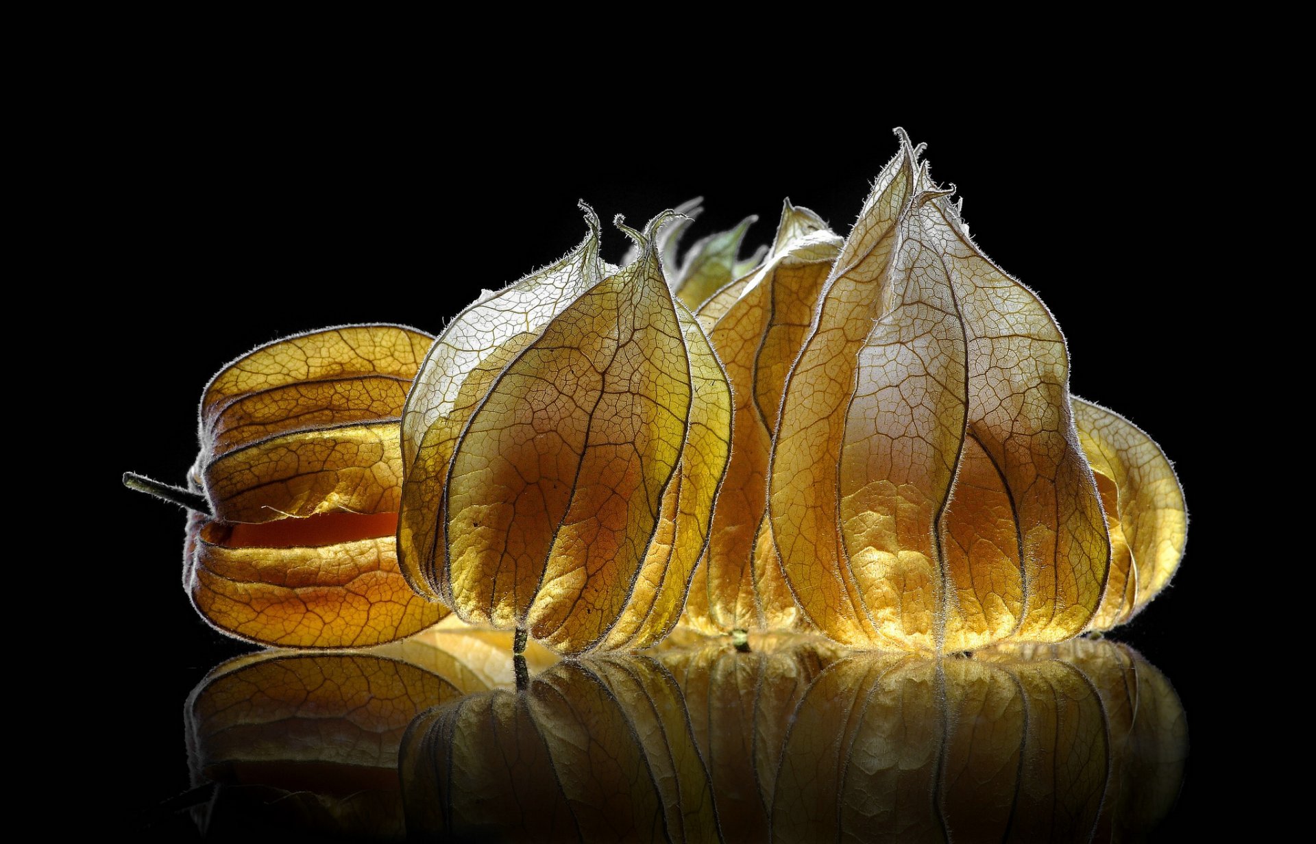 physalis fruta iluminación fondo negro reflexión