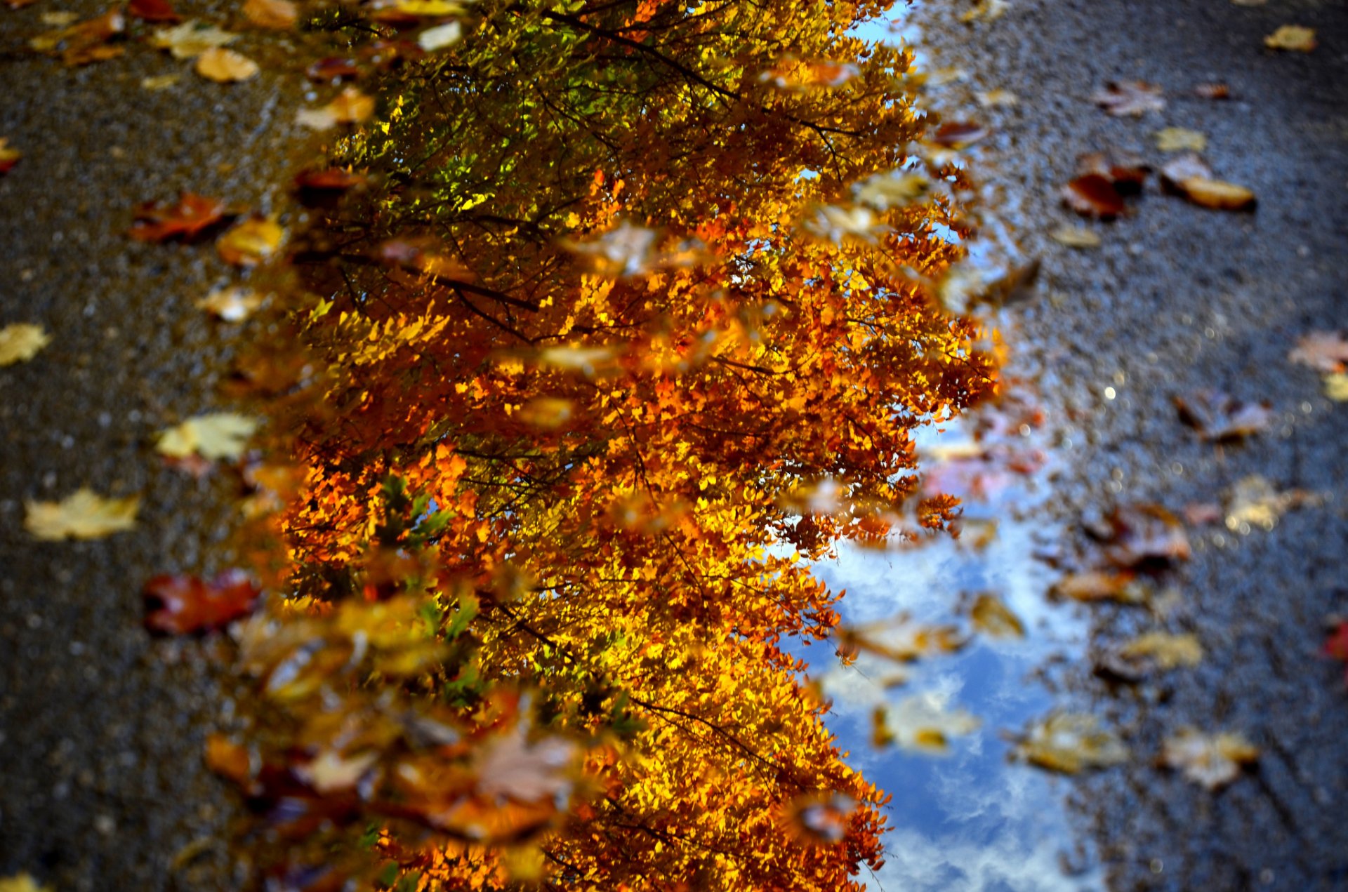 macro pozzanghera acqua fogliame autunno dave rhotography