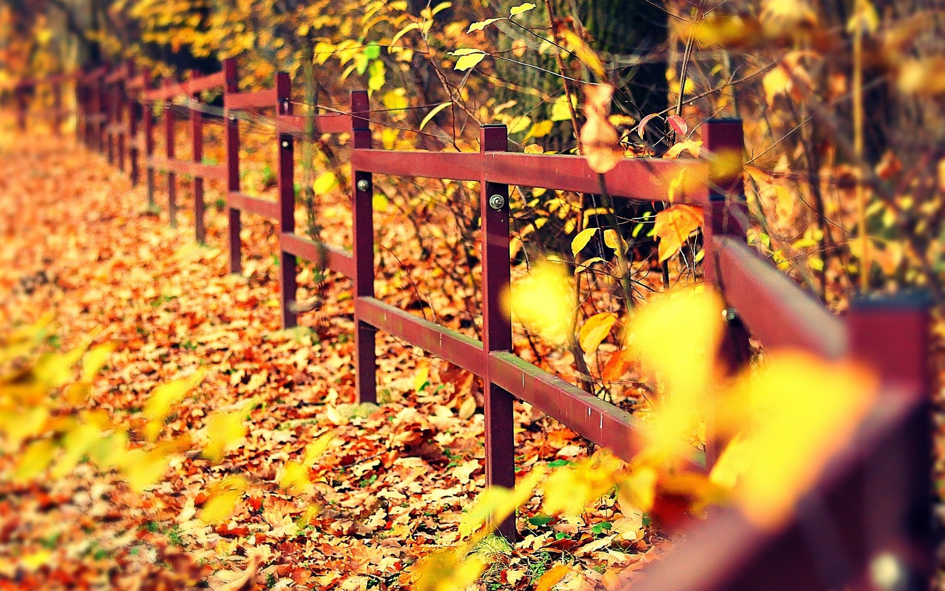 macro recinzione recinzione alberi albero foglie giallo autunno caduta delle foglie macro sfondo carta da parati widescreen schermo intero widescreen widescreen