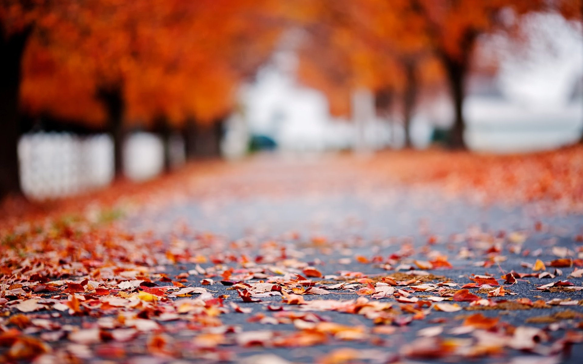 macro leaves leaves leaves autumn road asphalt trees tree foliage blur bokeh background wallpaper widescreen fullscreen widescreen