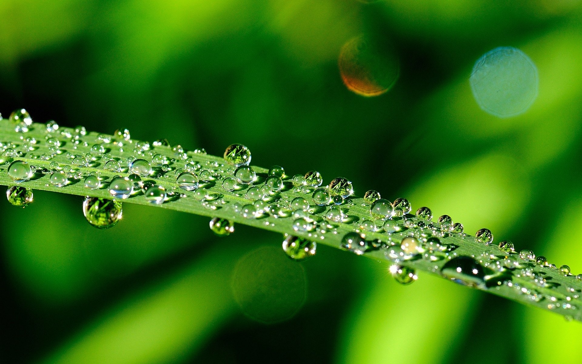 macro greenery leaves drops water dew leaves leaflet green macro leave background wallpaper widescreen fullscreen widescreen widescreen