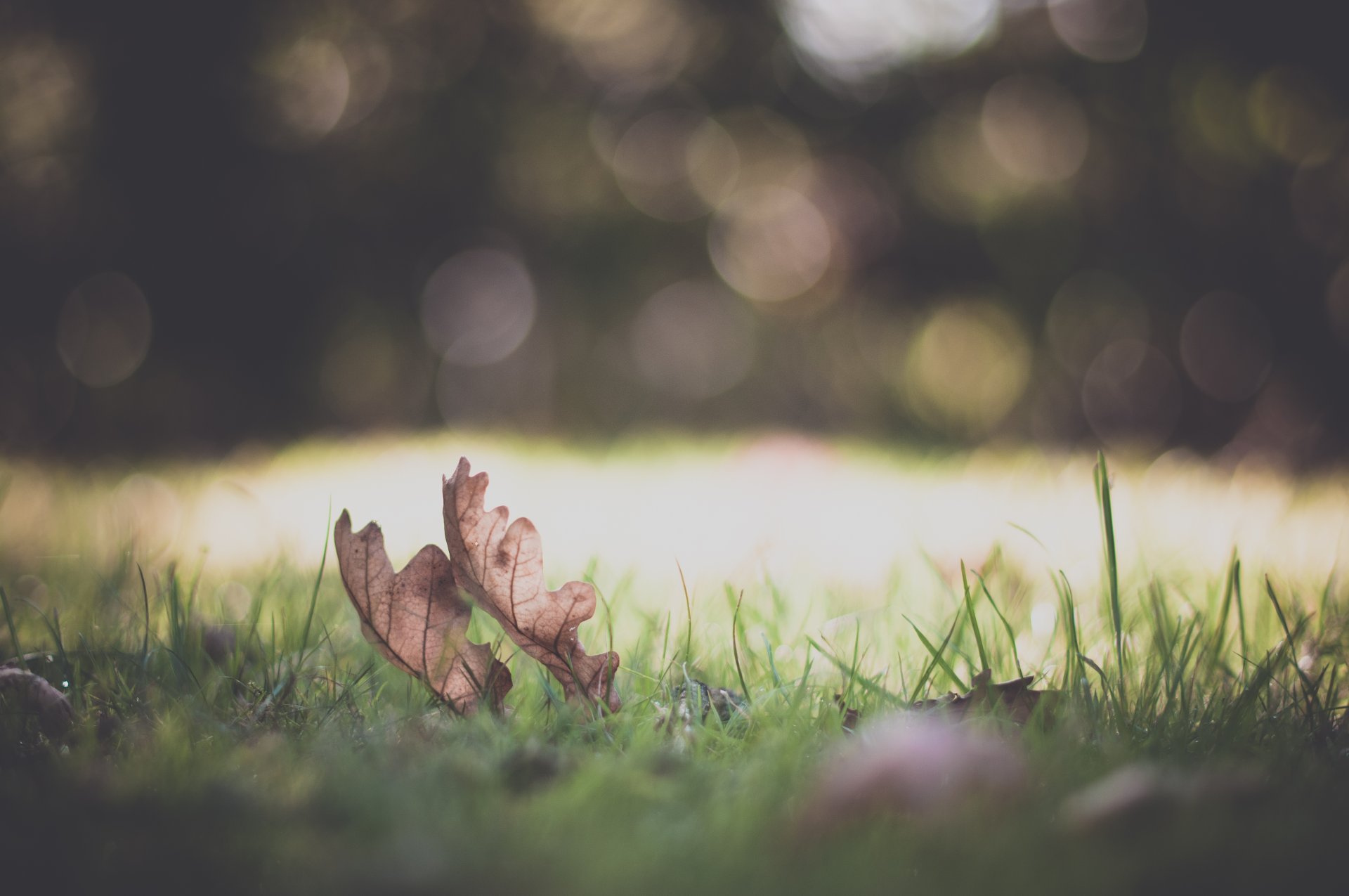 nature macro plant grass greenery meadow leaves leaves leaves bokeh blur background wallpaper widescreen fullscreen widescreen macro spot widescreen