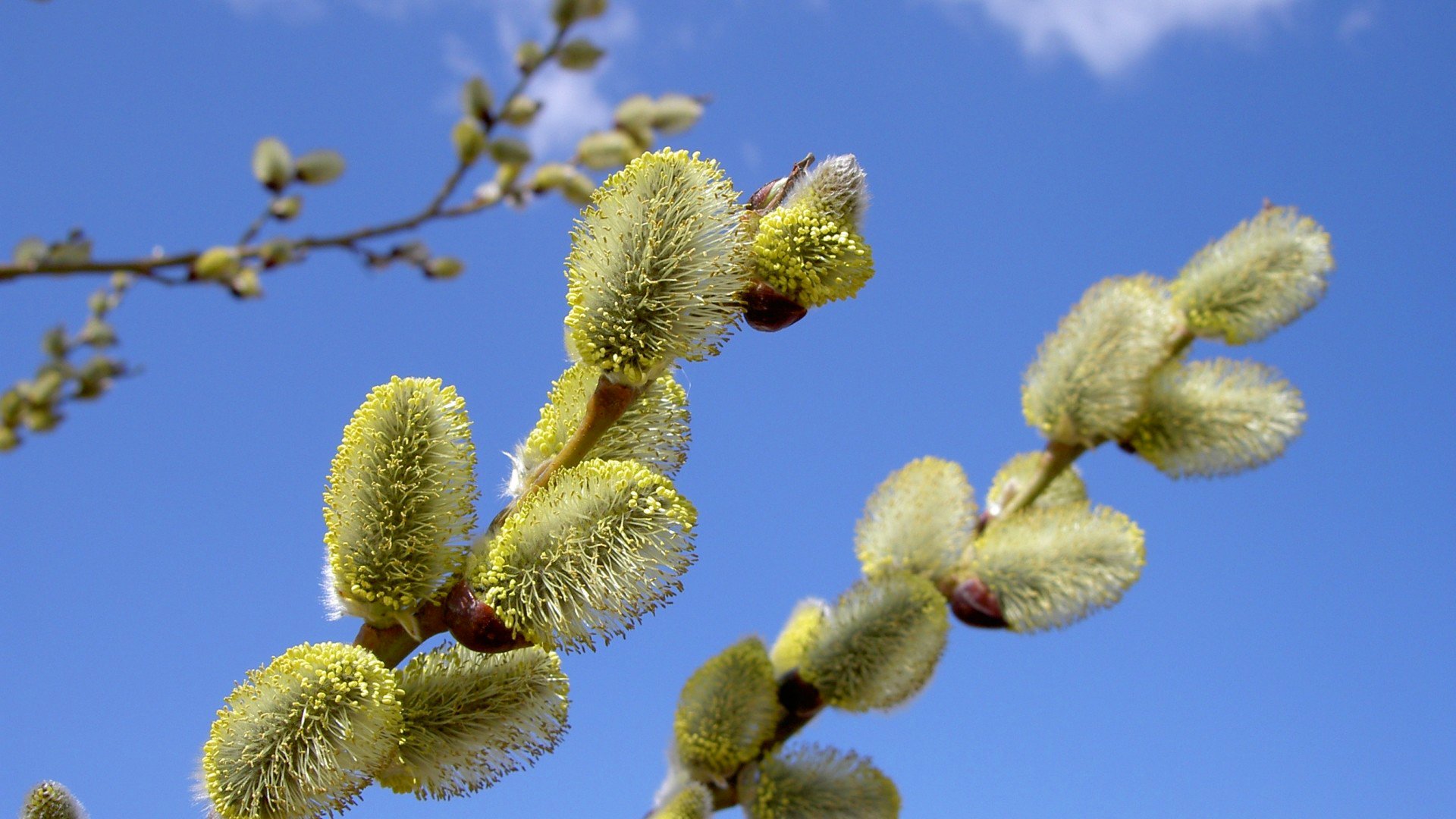 zweig blume himmel natur weide frühling